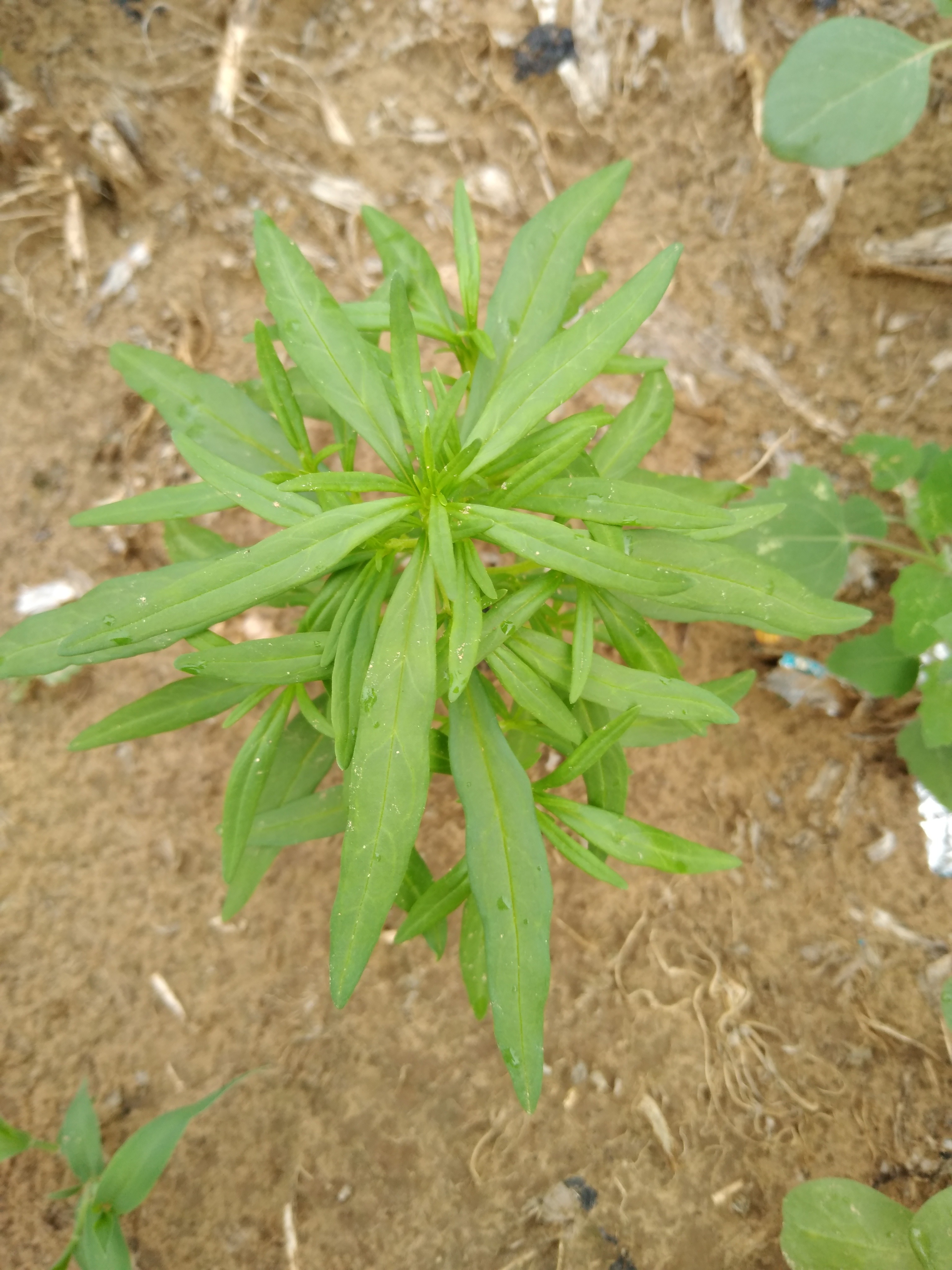 休闲骑 识百草 - 捷安特俱乐部